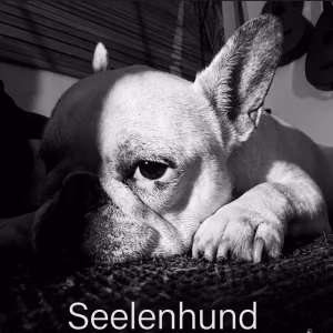 Schwarzweiß-Porträt einer Französischen Bulldogge mit aufmerksamem Blick. Das Cover des Songs „Seelenhund“ von MaiP Jorgenson steht für Treue, Freundschaft und die besondere Verbindung zwischen Mensch und Hund.